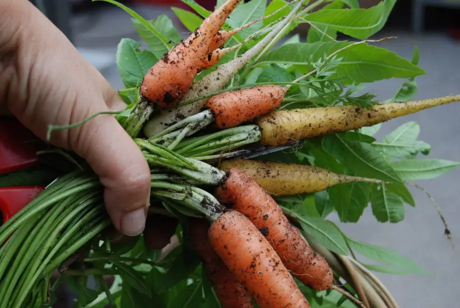 18 nejlepších druhů zeleniny k pěstování v Itálii