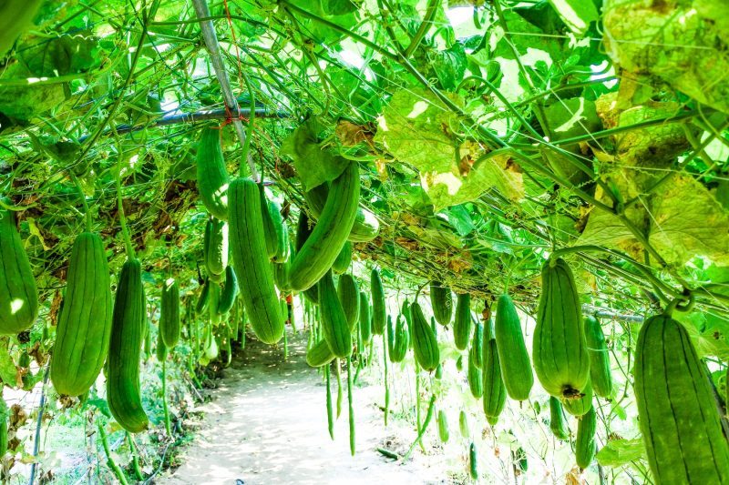 4 tajné tipy pro pěstování cukety v Itálii