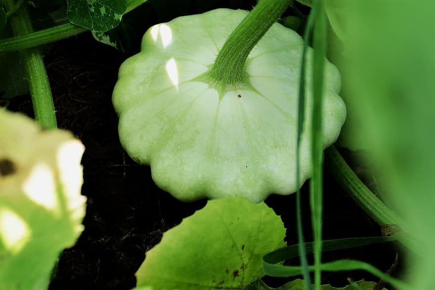 4 tipy: Jak pěstovat squash v malém polytunnel