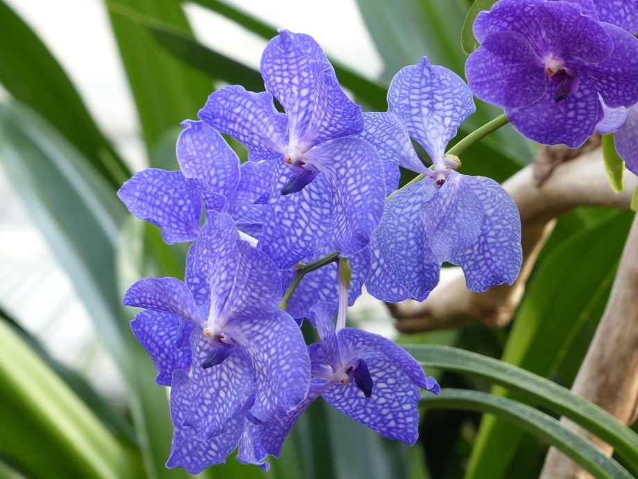Jak barvit orchideje modře. 2 snadné způsoby