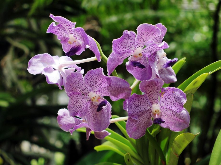 Jak chovat orchideje. 3 nejlepší způsoby
