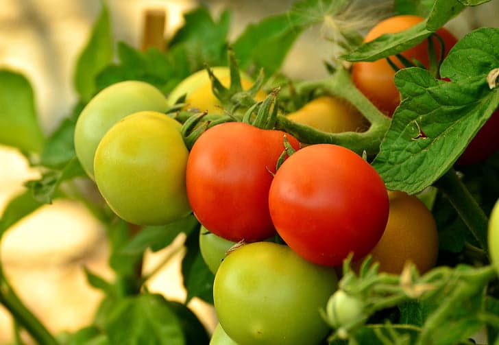 Jak chovat rajčata. 5 užitečných tipů