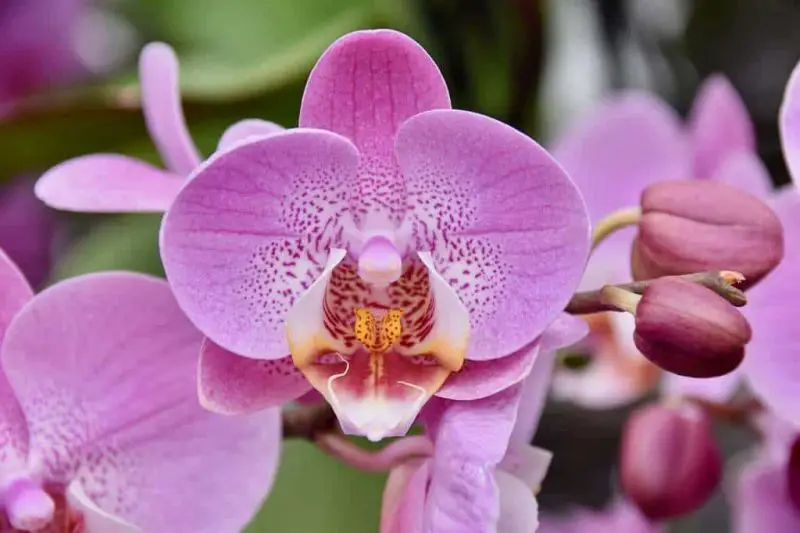Jak drahé jsou orchideje a 2 tipy na zisk