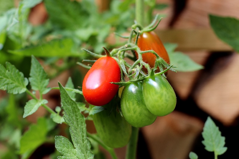 Jak komerčně pěstovat rajčata pro úspěch