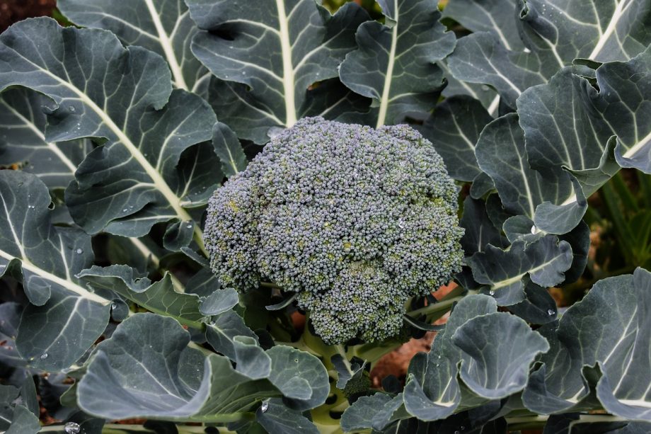 Jak nejlépe pěstovat brokolici