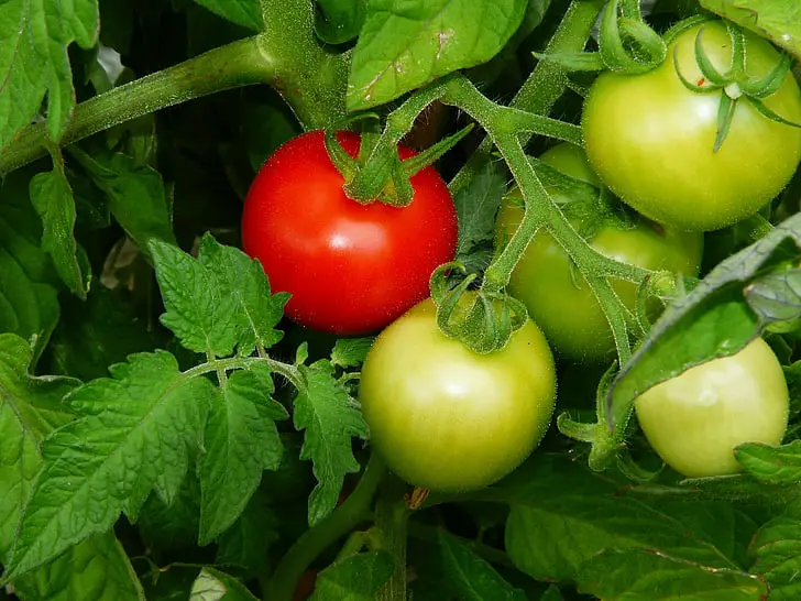 Jak opylovat vnitřní rajčata