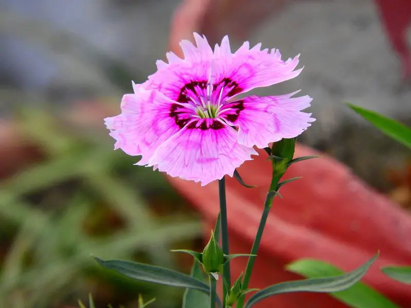 Jak pěstovat Dianthus v květináčích ve 2 snadných krocích