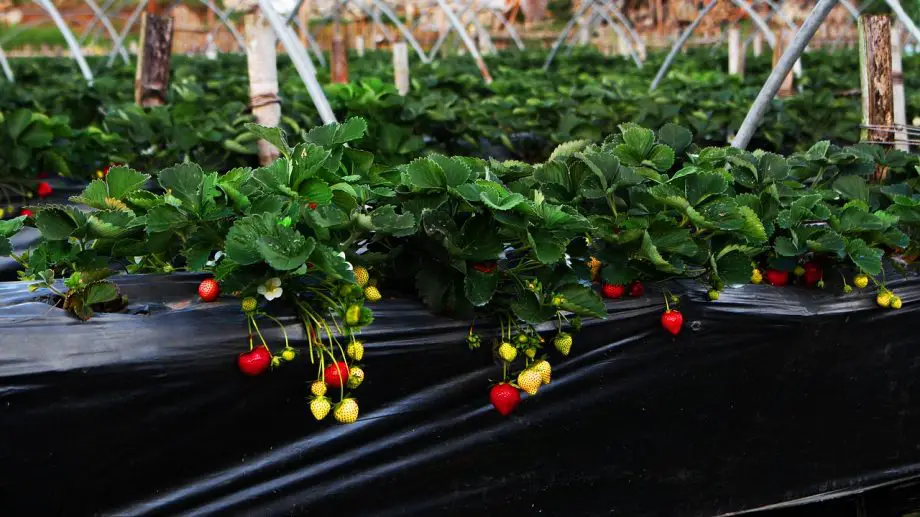 Jak pěstovat hydroponické jahody