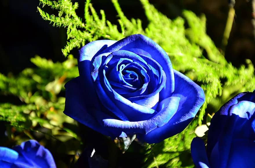 Jak pěstovat modré růže