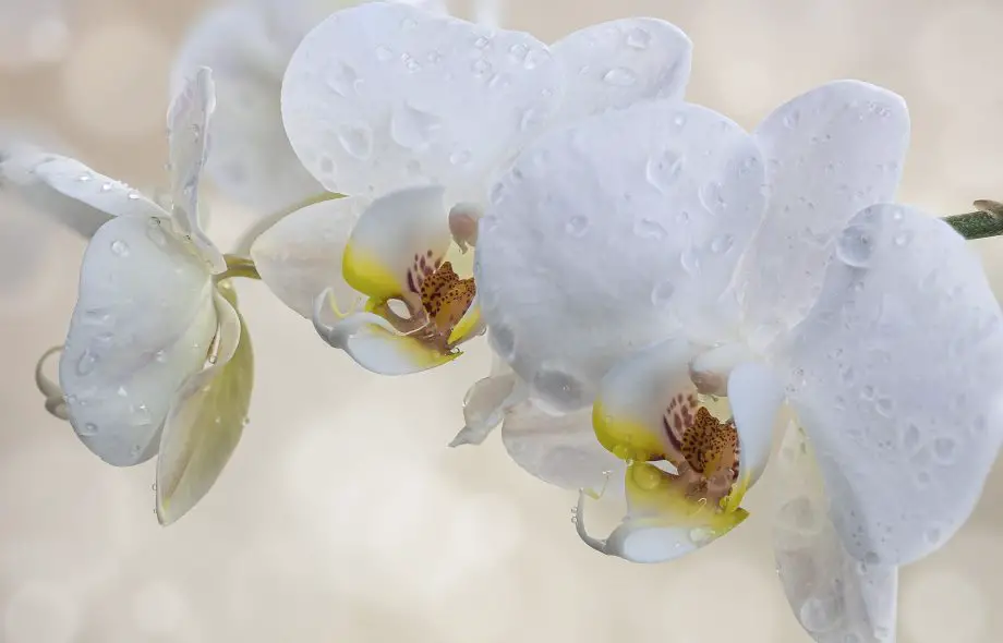 Jak pěstovat orchideje ve vodě ve 3 snadných krocích