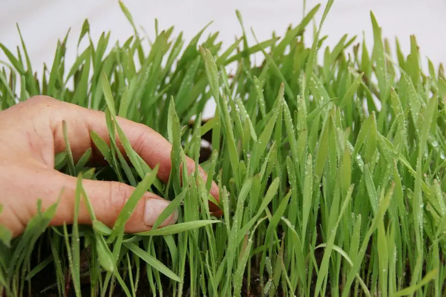 Jak pěstovat pšeničnou trávu hydroponicky pro úspěch
