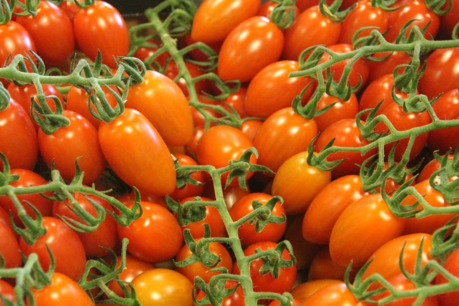 Jak pěstovat rajčata v mini polytunnel