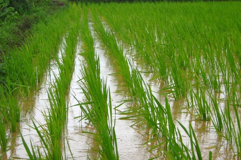 Jak pěstovat rýži hydroponicky zjednodušeně