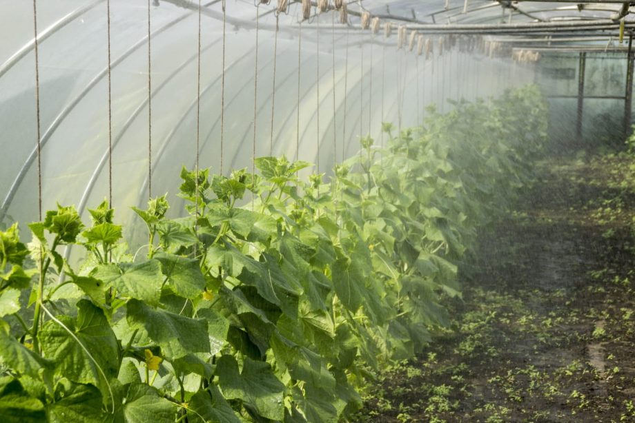Jak pěstovat zeleninu v polytunnel po celý rok