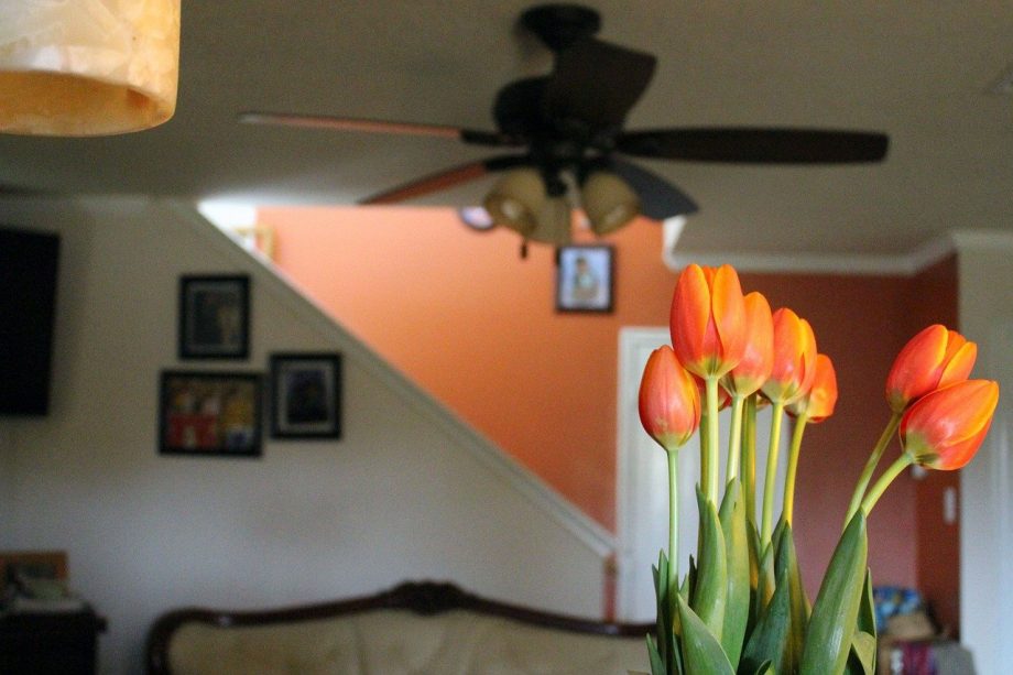 Jak přinutit tulipány kvést uvnitř
