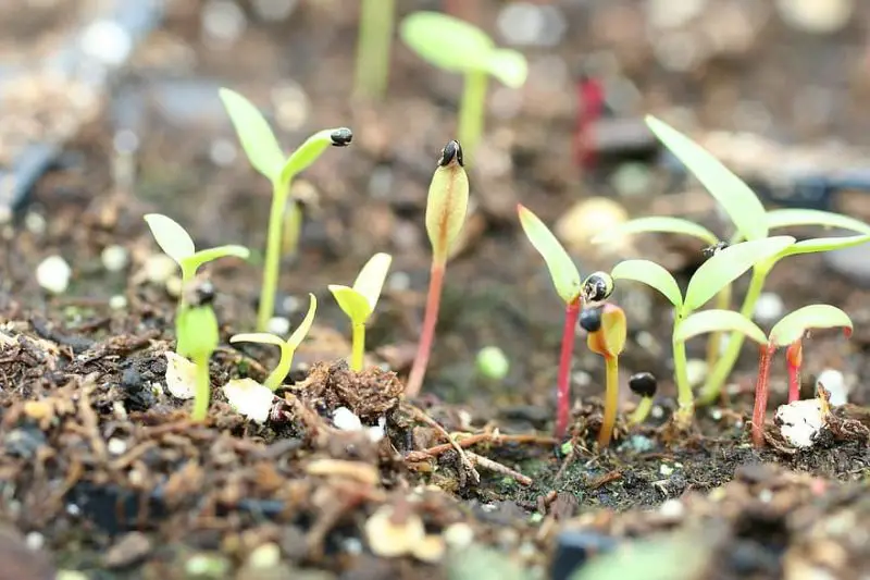 Jak připravit semena plodin před výsadbou v polytunnel