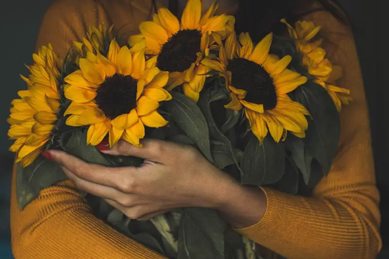 Jak se starat o řezané slunečnice: 10 snadných kroků