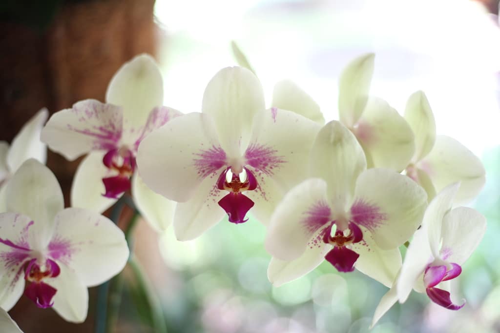 Jak se zbavit Mealybugs na orchidejích: 3 snadné tipy