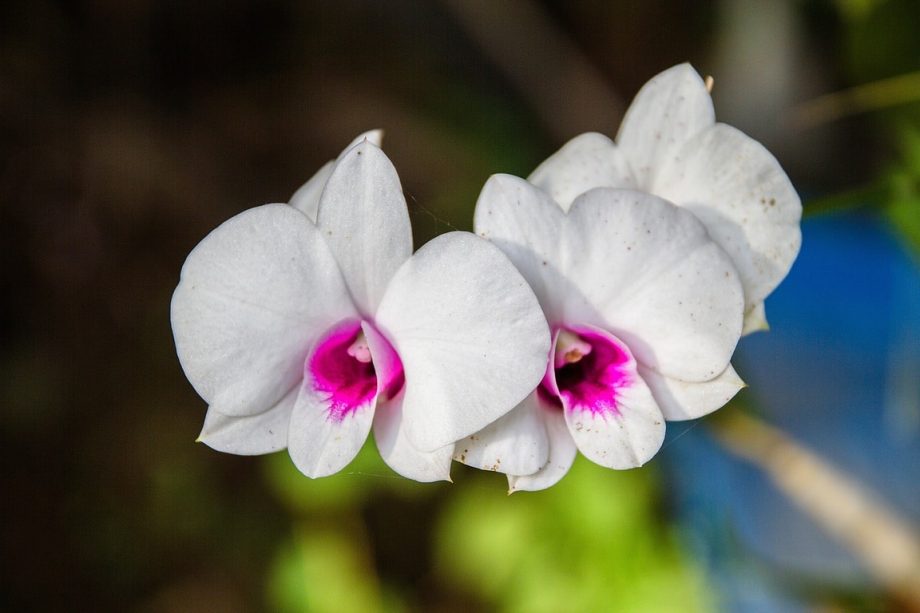 Jak se zbavit roztočů na orchidejích