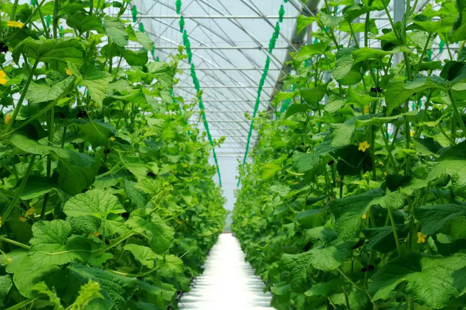 Jak udržet váš Polytunnel v pohodě