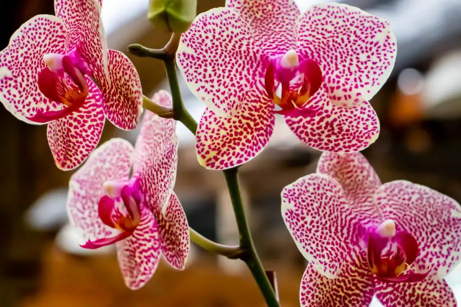 Jak úspěšně křížit chované orchideje