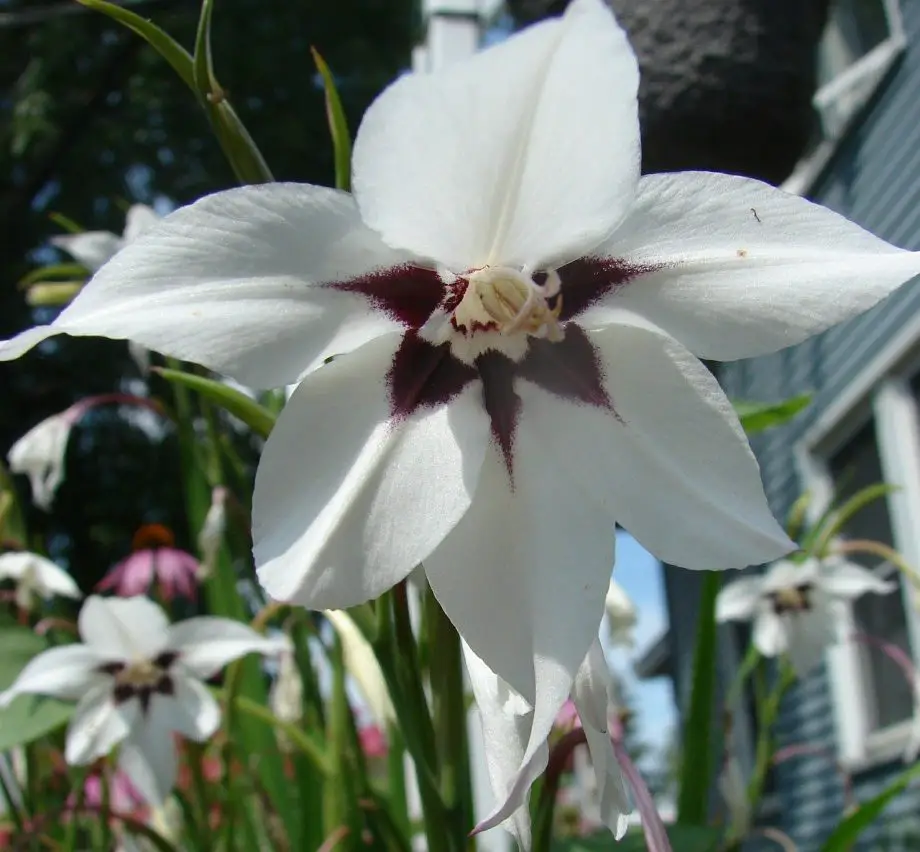 Jak zasadit cibule pávích orchidejí ve 3 snadných krocích