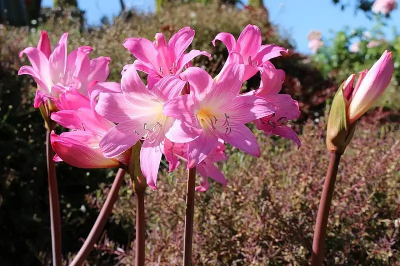 Jak zasadit velikonoční cibule lilie. 3stupňový průvodce