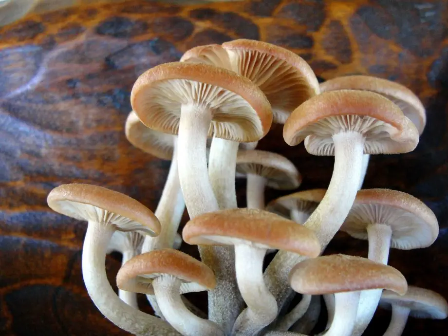 Jaké jsou malé houby rostoucí v mém polytunnel