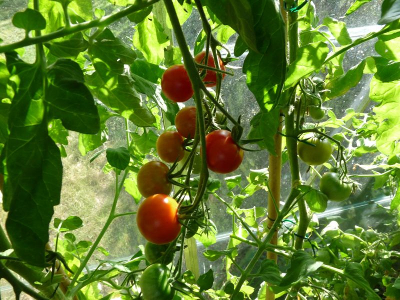 Kdy začít pěstovat rajčata v polytunnel