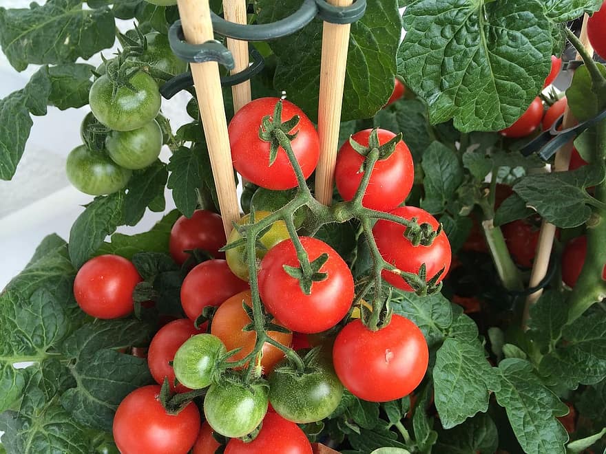 Kdy zasadit rajčata v Kentucky pro úspěch