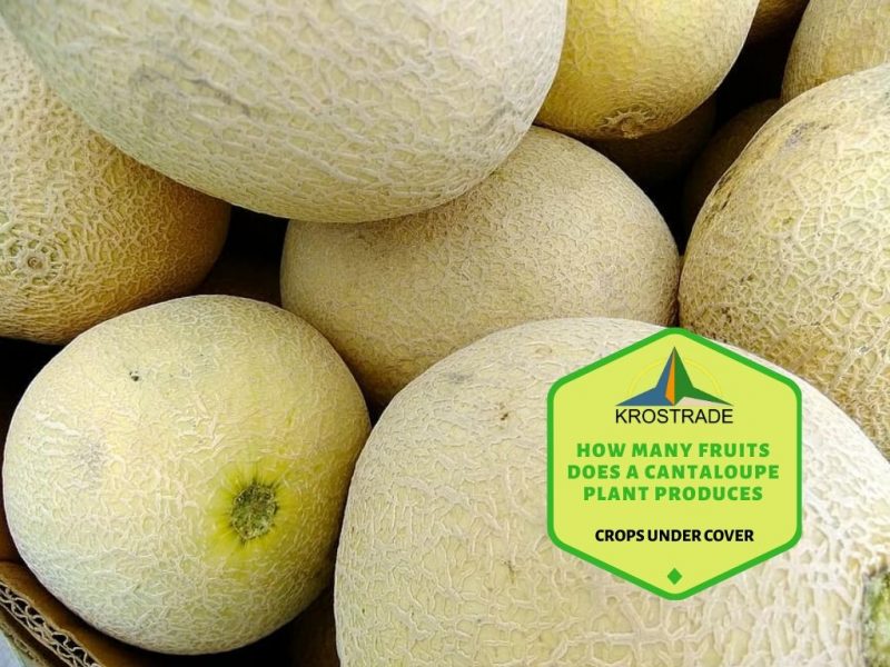 Kolik ovoce vyprodukuje rostlina melounu