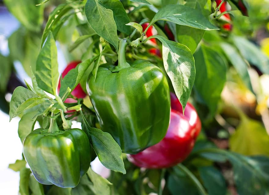 Kolik paprik na rostlinu lze vyprodukovat