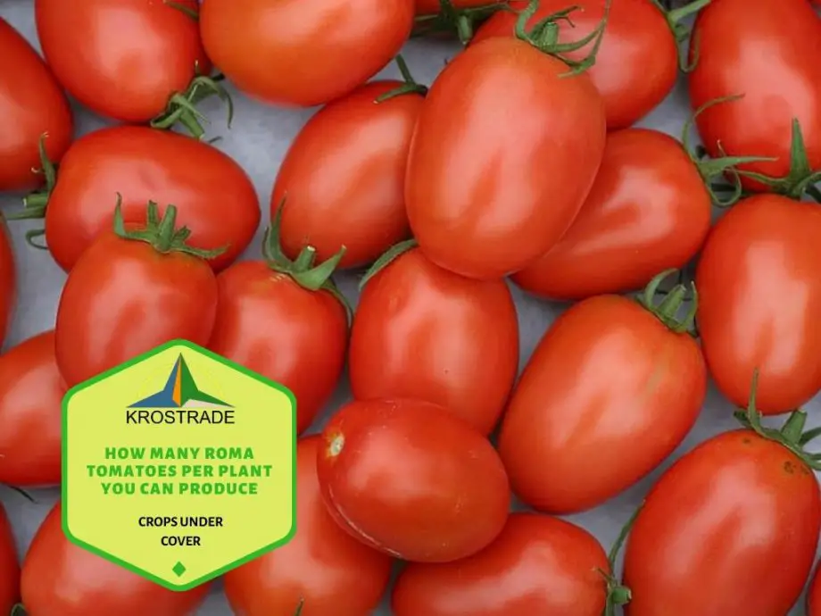 Kolik romských rajčat na rostlinu můžete vyprodukovat?