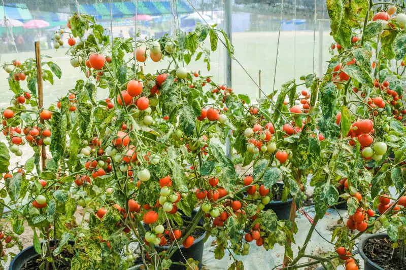 Kolik světla se používá na pěstování rajčat v komerčním tunelu