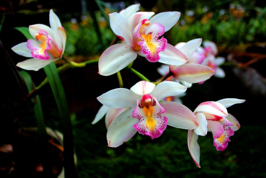 Nejlepší průvodce rozdělením orchidejí