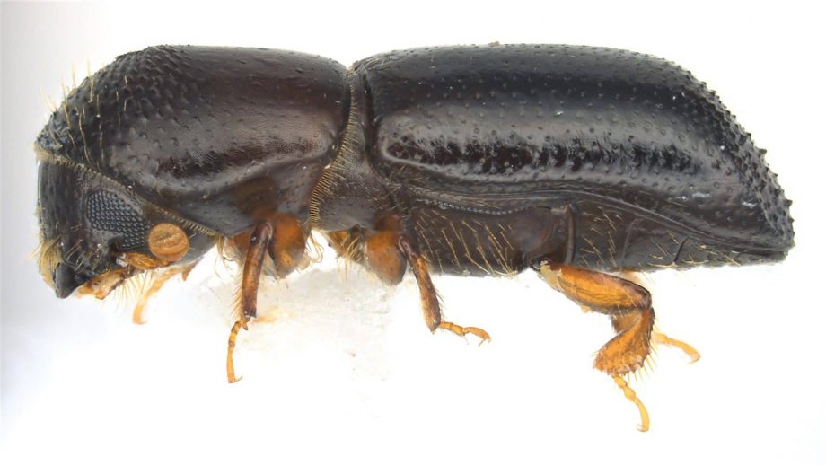 Proč je Redbay Ambrosia Beetle invazivním druhem obav