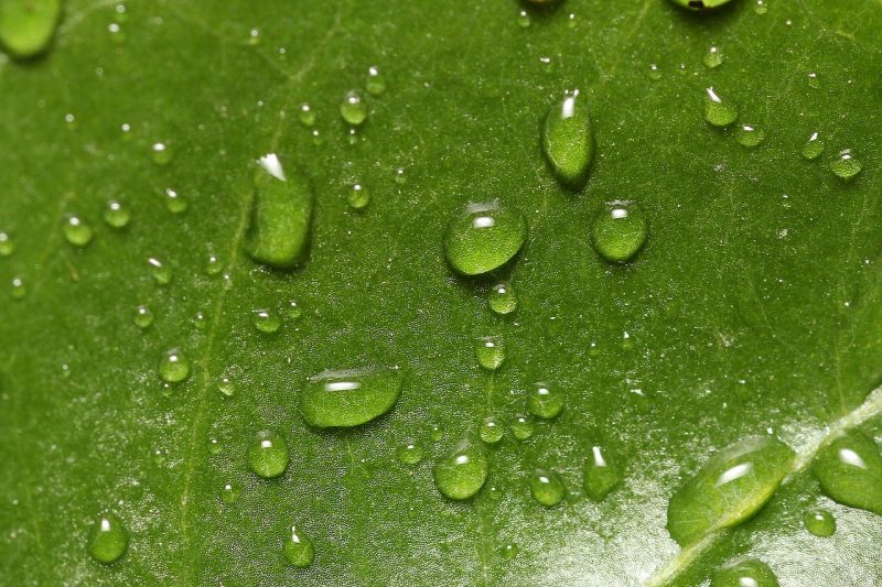 Proč musí rostliny kontrolovat ztrátu vody