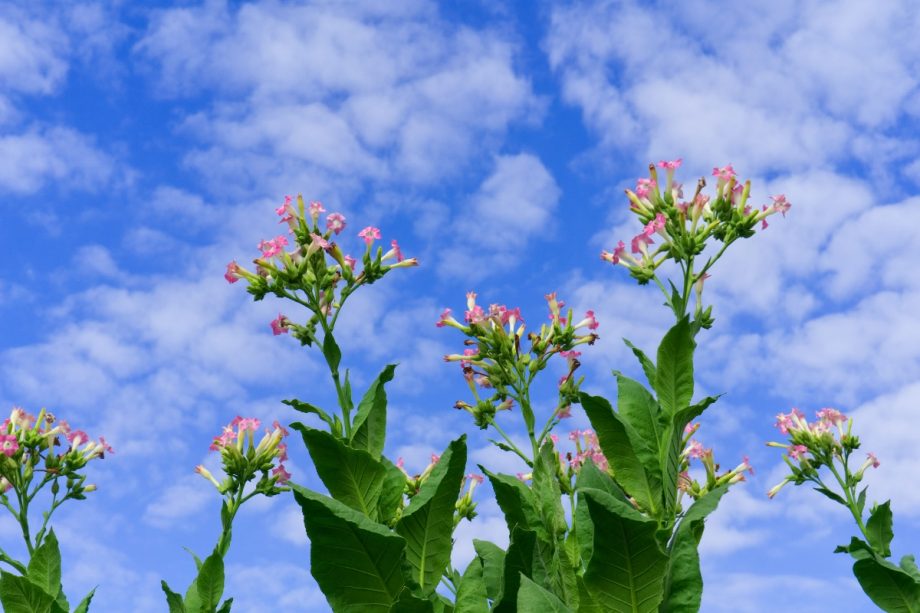 Proč se vzhled květů na rostlinách tabáku mění