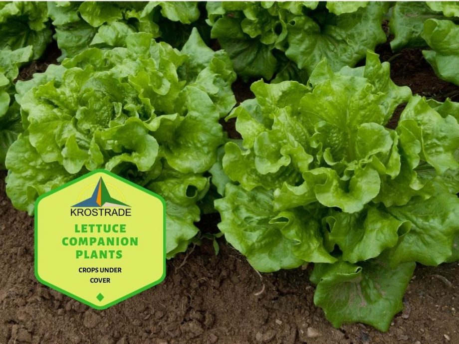Společné rostliny salátu | Jak pěstovat salát
