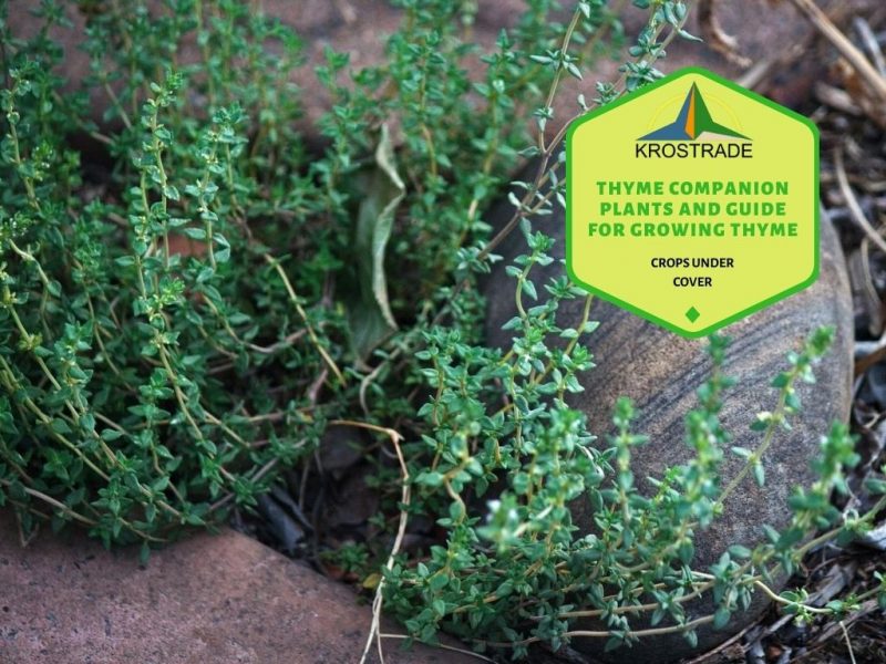 Společné rostliny tymiánu a průvodce pěstováním tymiánu