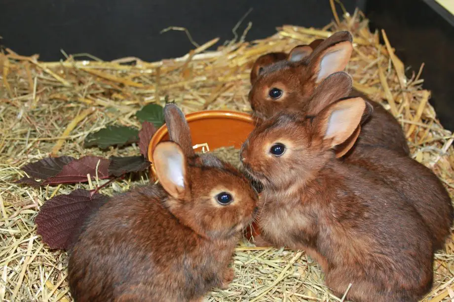 Věková hranice pro chov králíků: ukazatele k zapamatování