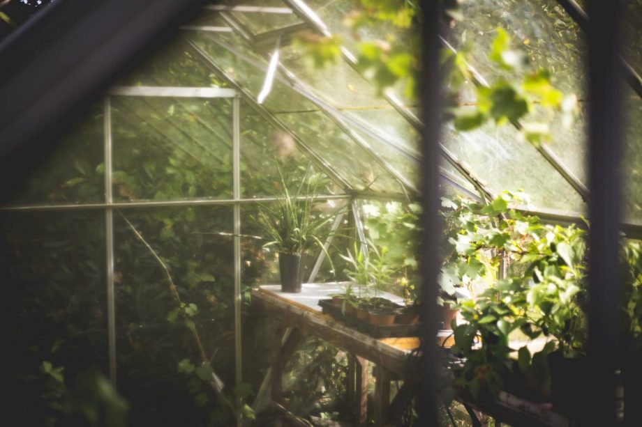 Znovu vytvořte divoké podmínky při pěstování máty v polytunnel