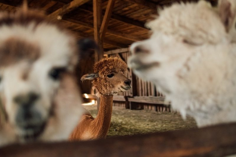 Jak prát vlněnou přikrývku z alpaky: 4 kritické kroky