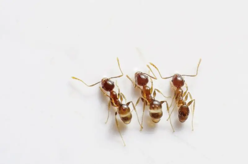 Jak se zbavit mravenců v posteli? 5 jednoduchých metod!