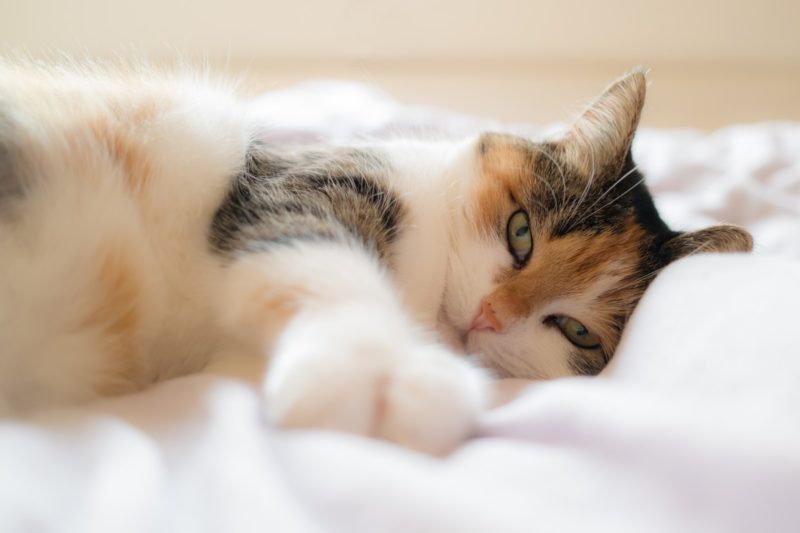 Jak udržet kočky mimo postel? 5 užitečných tipů!