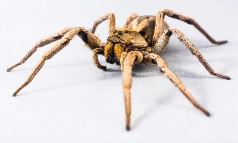 Jak udržet pavouky mimo postel? 6 úžasných věcí!