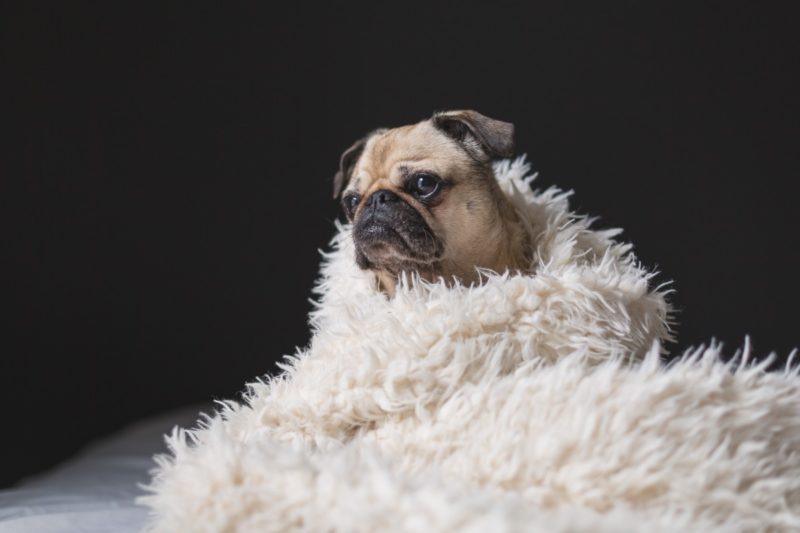 Proč psi kopou v posteli? 7 nejlépe vysvětlených teorií proč!