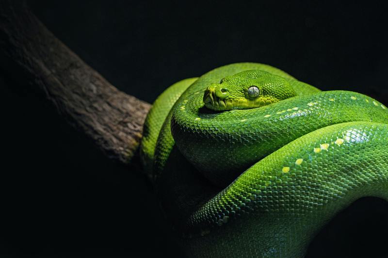 Existuje kontrola škůdců pro hady? 7 nejlepších DIY řešení