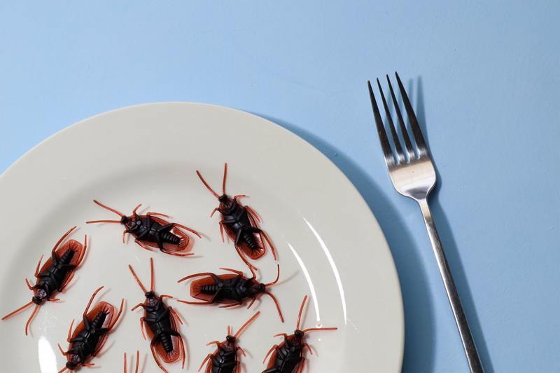 Jak často by se mělo provádět hubení švábů? Nejlepší průvodce