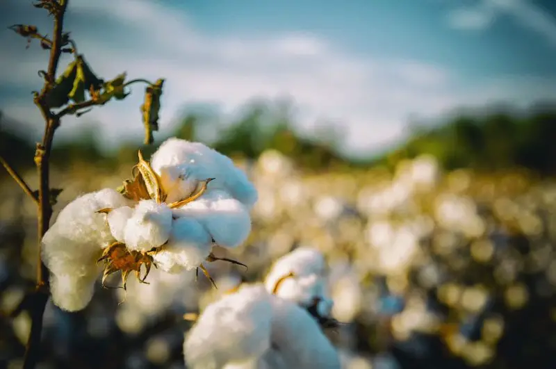 Jak moc se 100% bavlna srazí v sušičce? Přečtěte si tato zajímavá fakta!